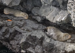 Fur seals. Santiago. Galapagos. by Derek Haslam 